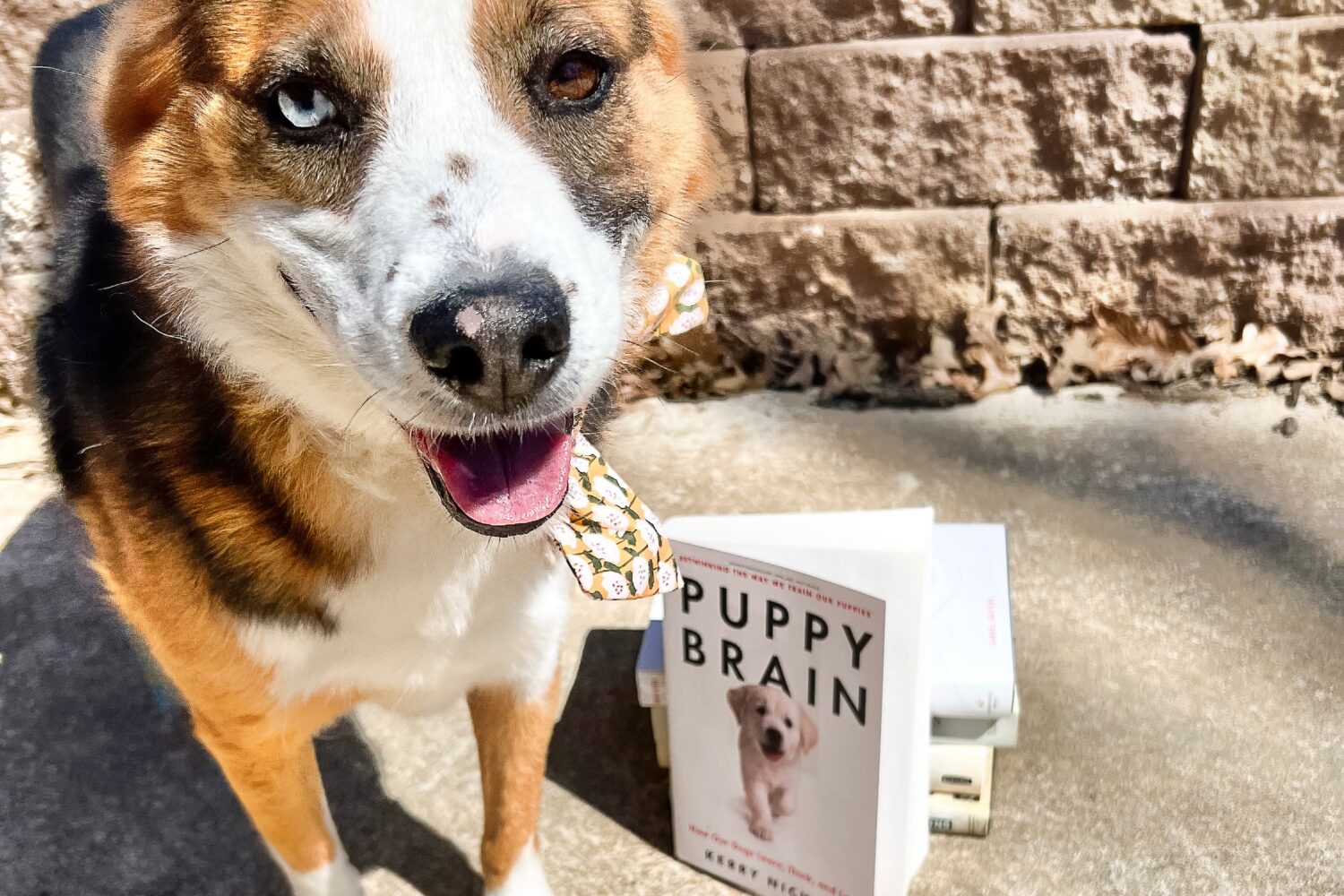 My dog Rue poses with the book Puppy Brain