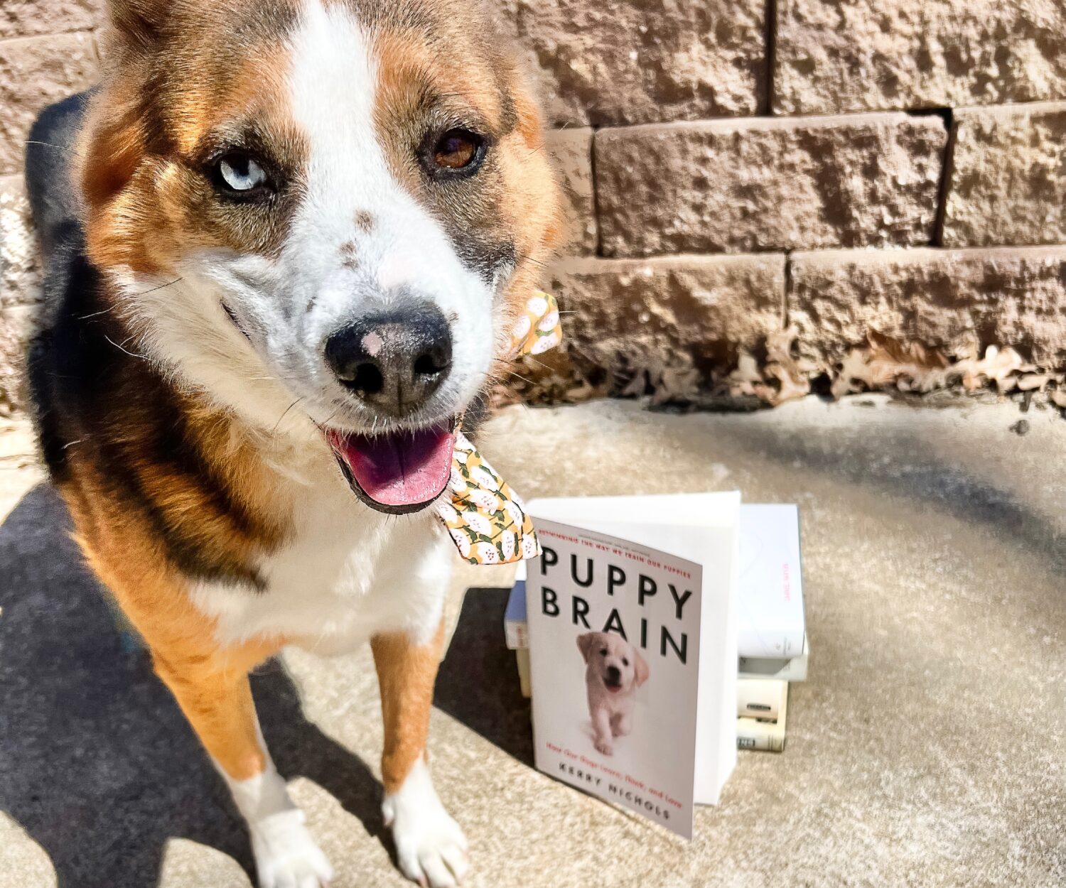 My dog Rue poses with the book Puppy Brain